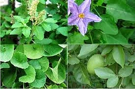 மூலிகைகள்