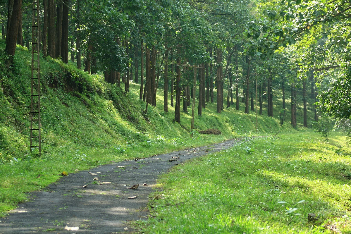 Forest