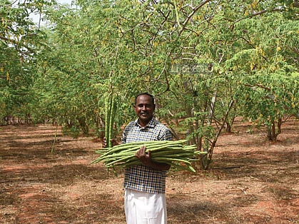 3.5 ஏக்கர், ஆண்டுக்கு ரூ. 7 லட்சம்! - பெரிய வருமானம் தரும் பெயரில்லா முருங்கை!