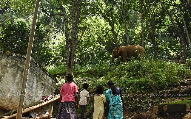புதுக்காடு பழங்குடி கிராமத்தில் யானை