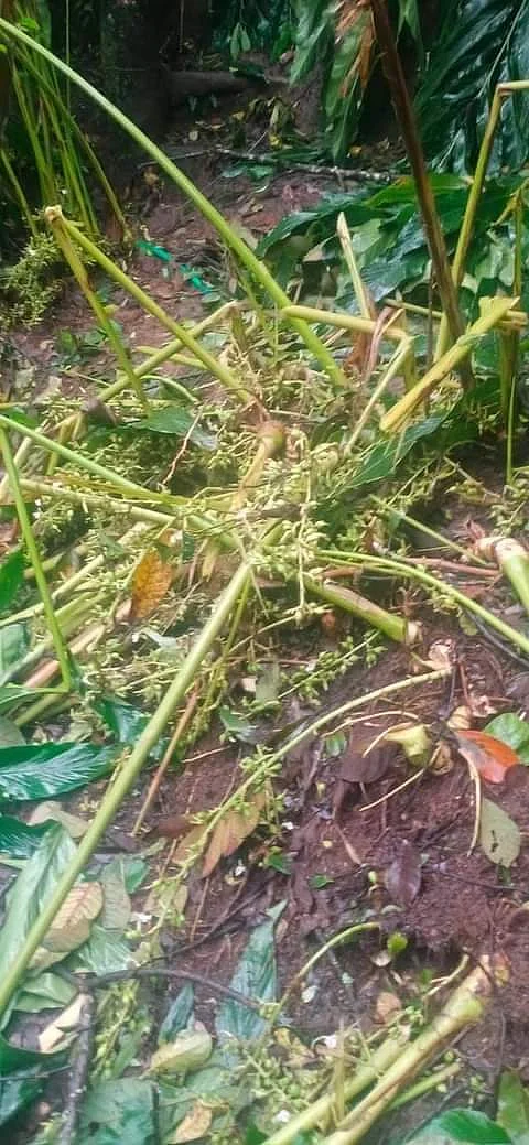 மழையால் சேதமடைந்த ஏலக்காய்ச் செடிகள்