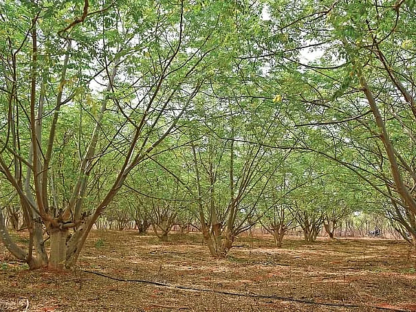நடவு முதல் கவாத்து வரை... முருங்கை சாகுபடியில் மகசூல் எடுப்பது எப்படி?
