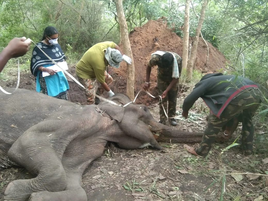 யானை