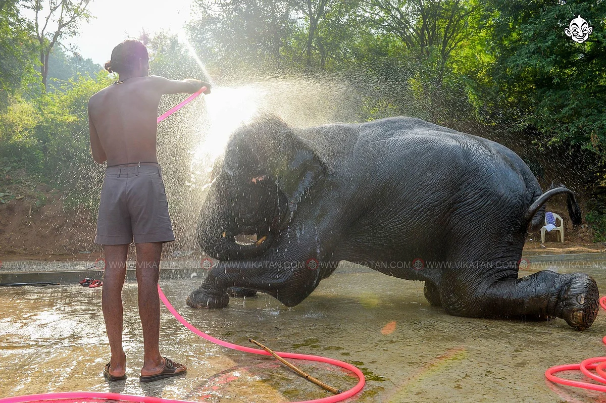 யானை