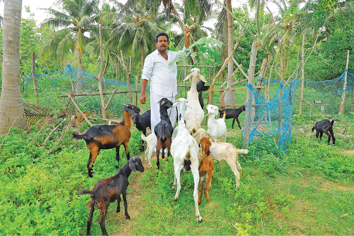 ஆடுகளுடன் முத்துக்குமரன்
