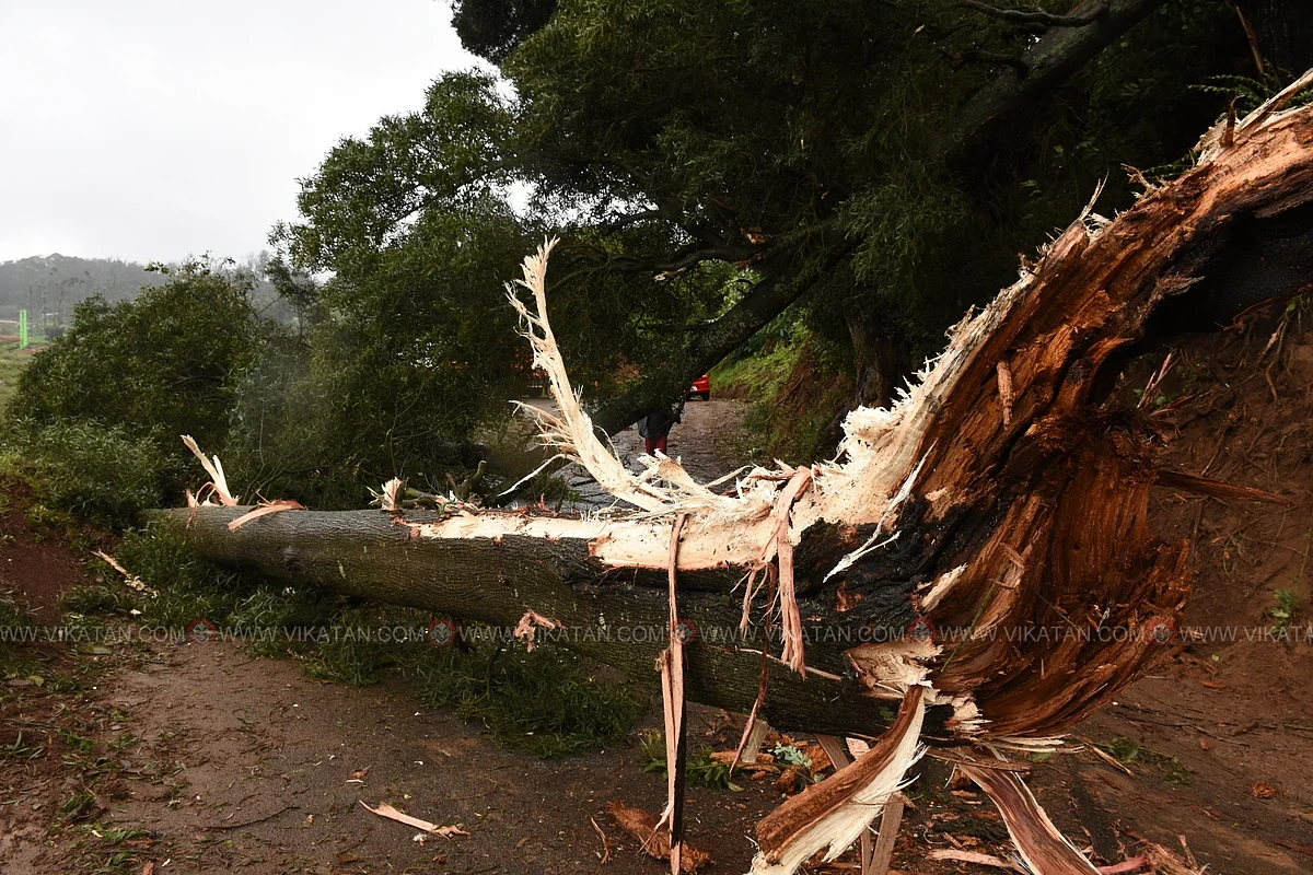 Heavy rains uprooted hundreds of trees across the Nilgiris.