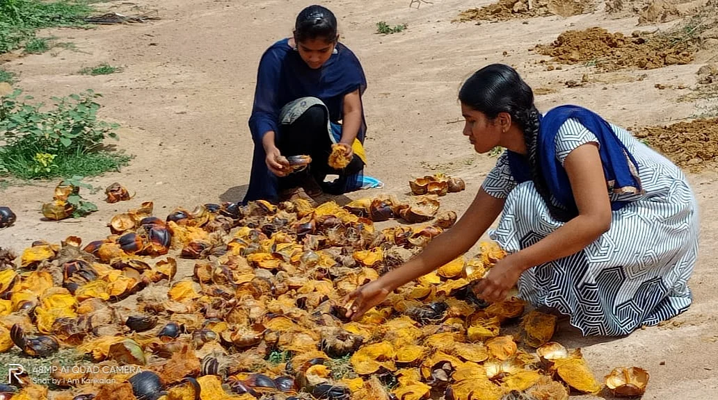 பனைவிதைகளை சேகரிக்கும் சகோதரிகள்