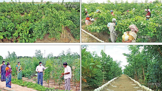 சுற்றுச்சூழல்