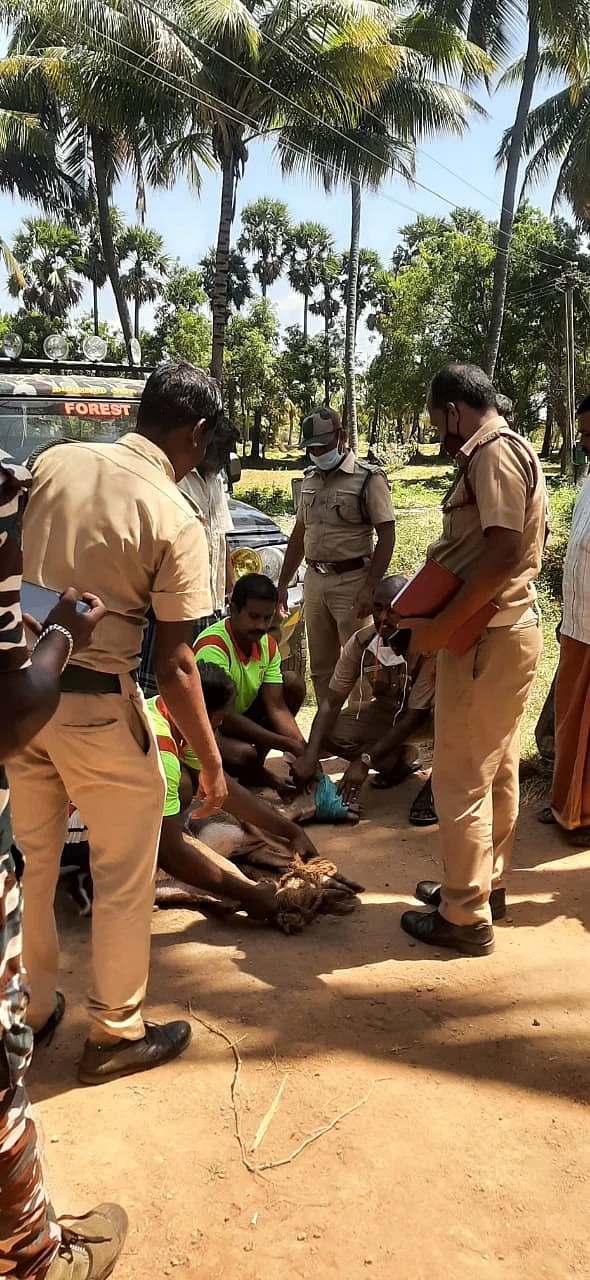மான் மீட்பு