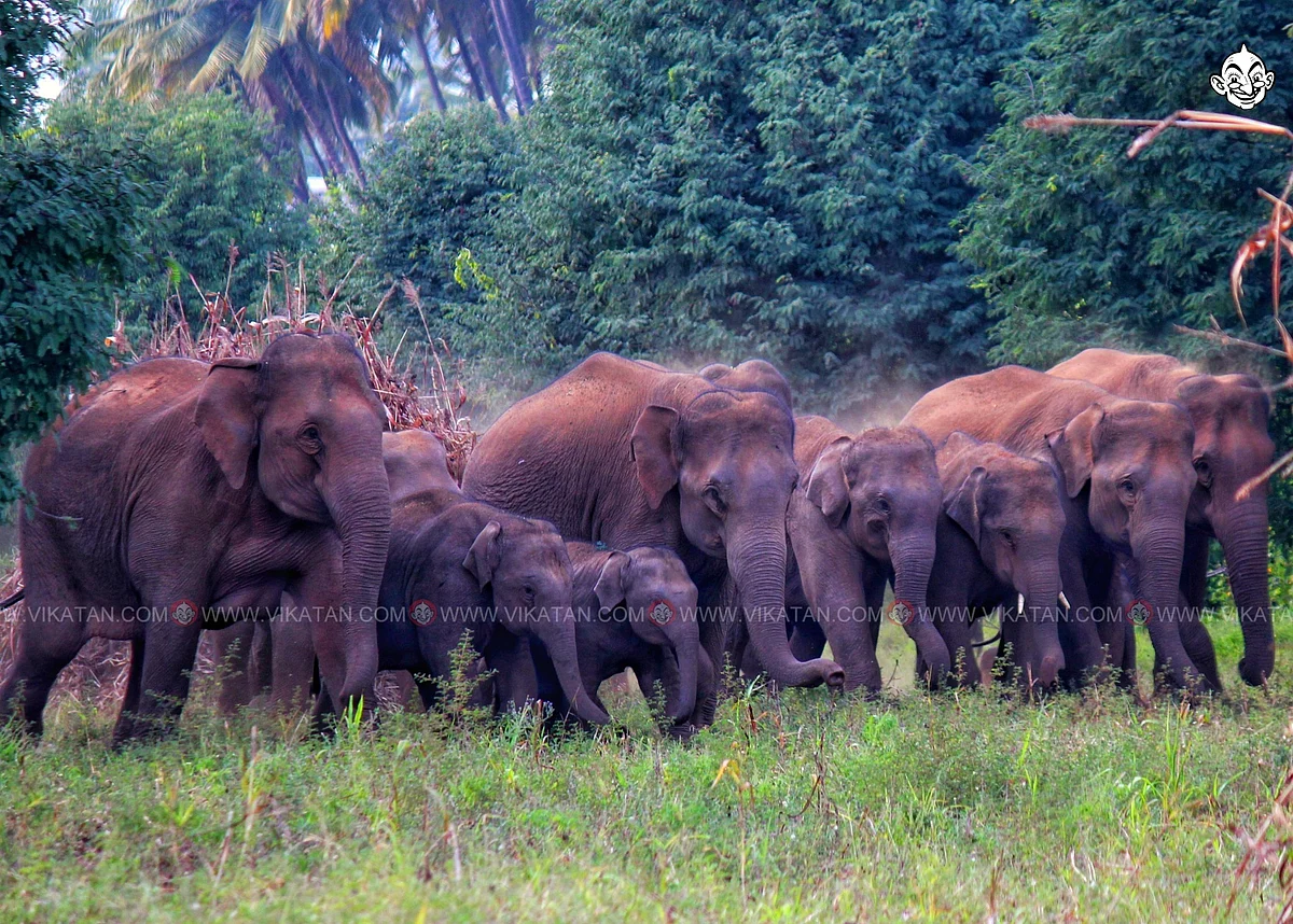 யானைகள்