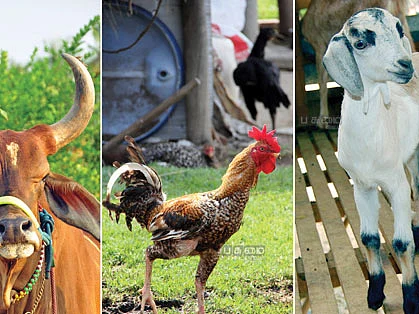 கால்நடை கடன் வெற்று அறிவிப்பா? - கண்டுகொள்ளாத கால்நடை துறை
பதற்றத்தில் பயனாளிகள்..!
