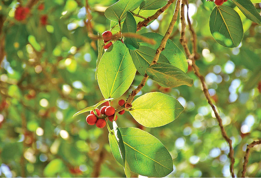 ஆலமர இலை மற்றும் பழங்கள்