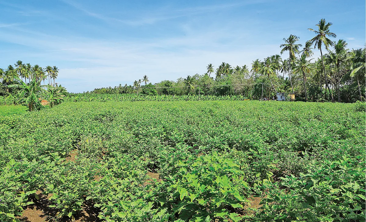 கத்திரி வயல்