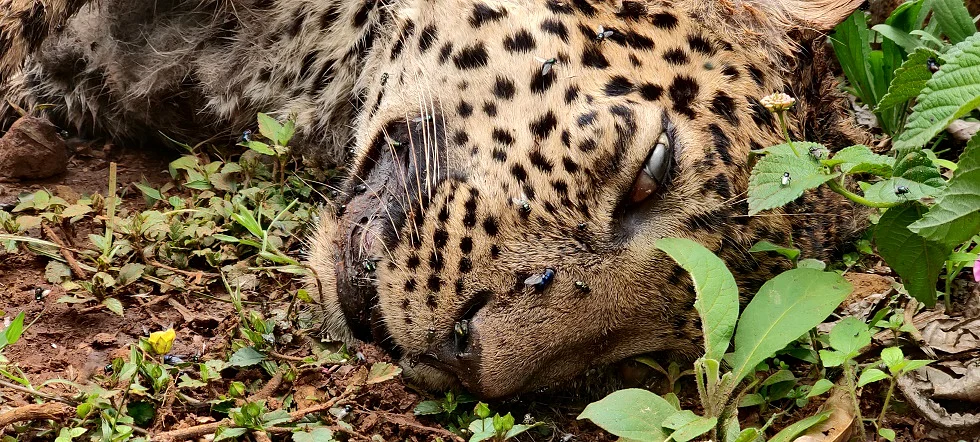 leopard found dead
