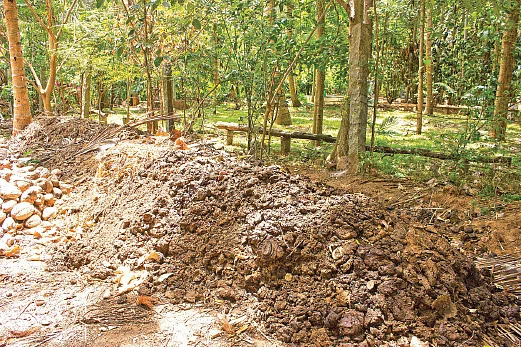 இயற்கை வேளாண்மை - 12: பயிர்களின் தற்காப்பு கவசம் தசகவ்யா!