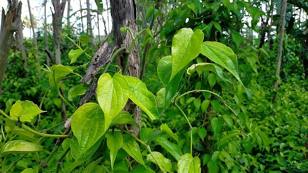 கொடியில் படர்ந்துள்ள ஆத்தூர் வெற்றிலை