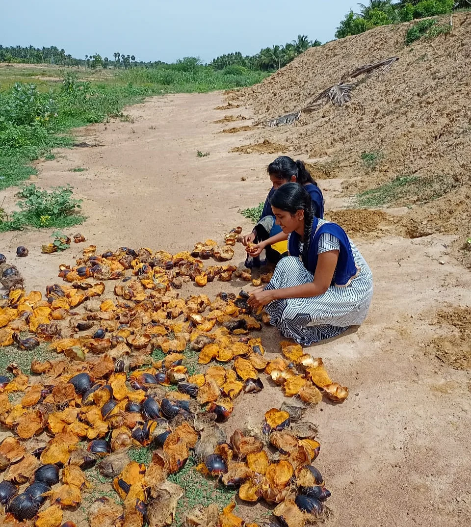 பனைவிதைகளைச் சேகரிக்கும் சகோதரிகள்