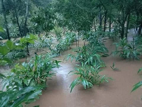 நீரில் மூழ்கிய ஏலக்காய்த் தோட்டம்