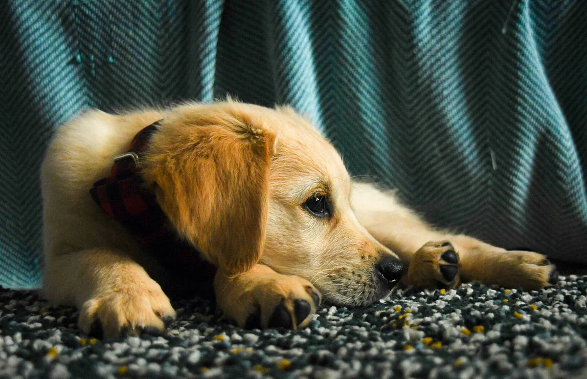 Puppy