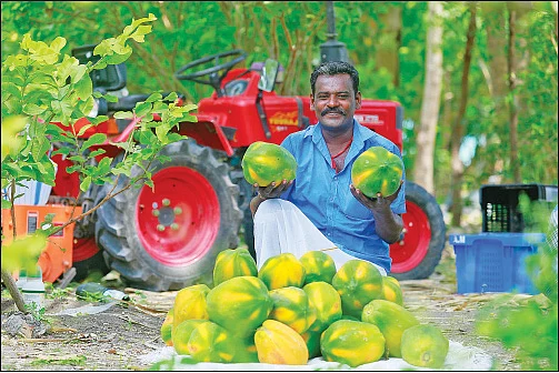 மகசூல்: 1.5 ஏக்கர்... ரூ.5,00,000... தெளிப்பு நீர்ப் பாசனத்தில் செழிக்கும் பப்பாளி!