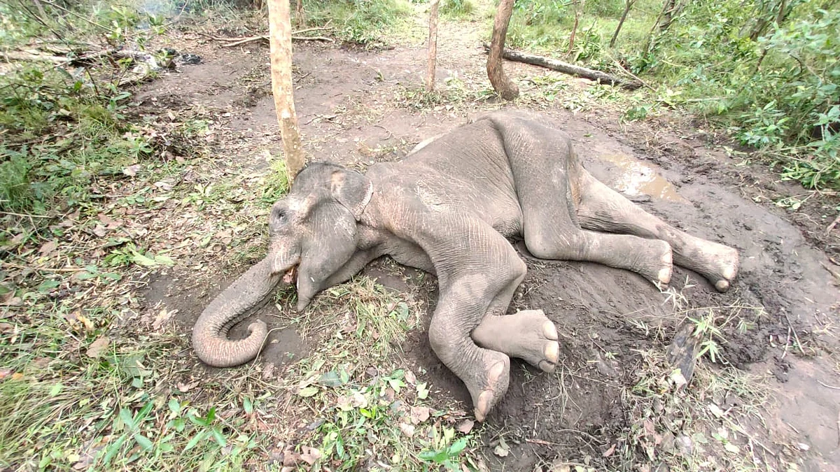 யானை