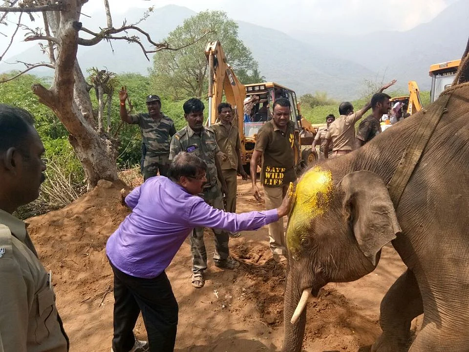 யானைக்கு சிகிச்சையளிக்கும் டாக்டர் அசோகன்