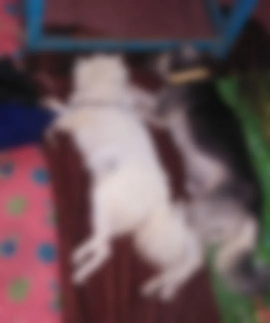 இறந்த வளர்ப்பு நாய்கள்