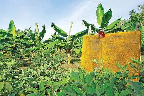 ஒரு ஏக்கர்... 2,62,000 ரூபாய்! - செம்மையான லாபம் தரும் செவந்தம்பட்டி நாட்டுக் கத்திரி!