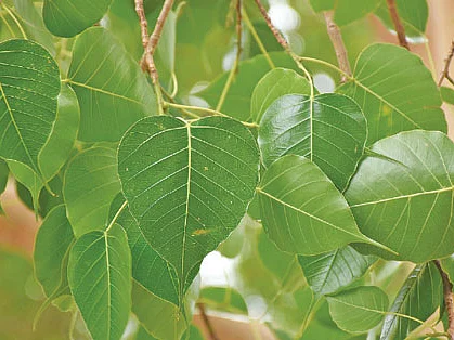 நல்மருந்து 2.0 - ஆண் மலடு நீக்கும் ‘ஆல்!’ - பெண் மலடு போக்கும் ‘அரசு!’