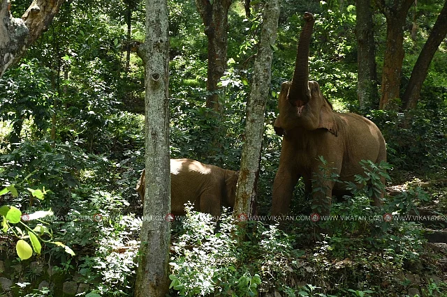 புதுக்காடு பழங்குடி கிராமத்தில் யானை
