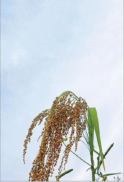 இன்றைய மெனு: வரகு