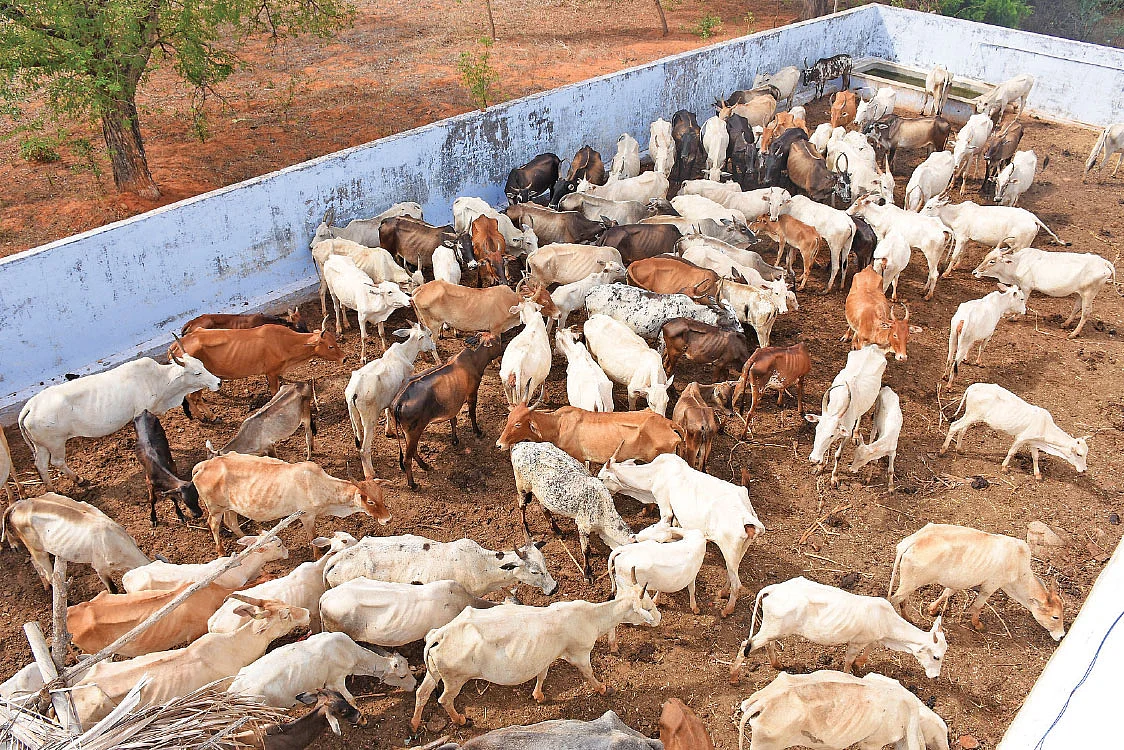 மேய்ச்சல் மாடுகள் அடைக்கப்பட்ட கொட்டகை