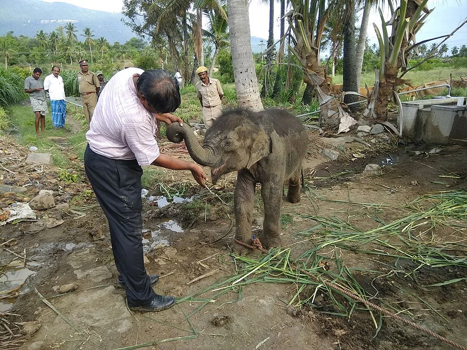 குட்டியானைக்கு உணவூட்டும் டாக்டர் அசோகன்