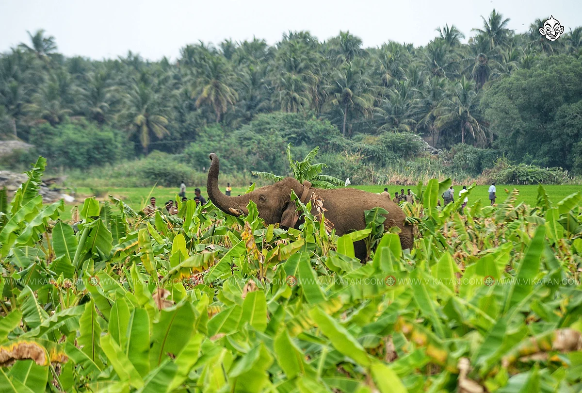 யானை