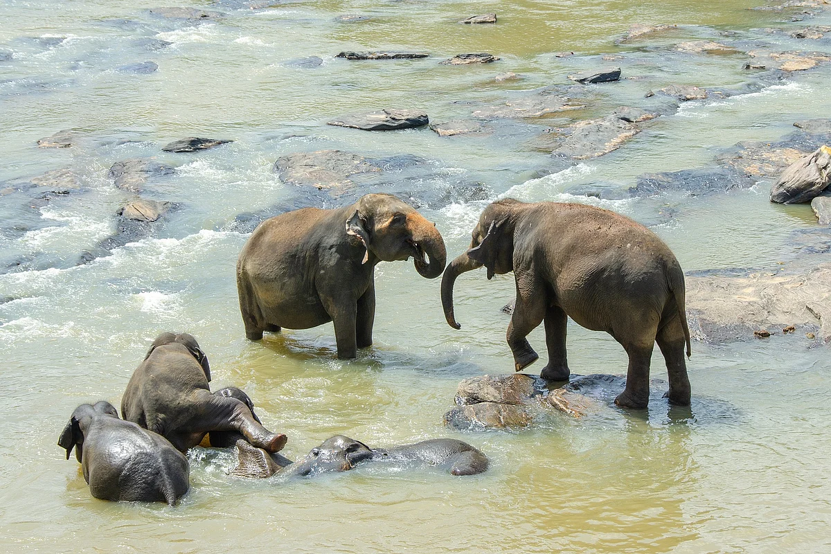 யானை மனித எதிர்கொள்ளல்