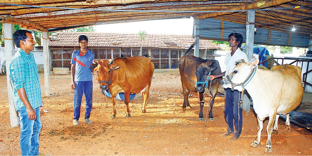 கறவை மாடுகளுடன்