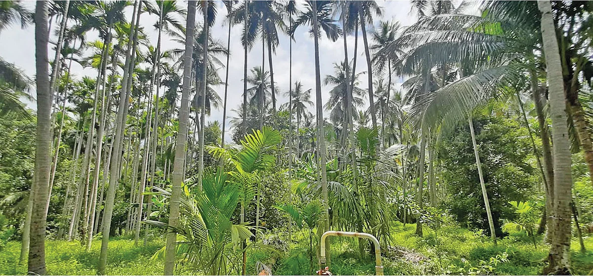 தென்னைக்கு ஊடுபயிராக மங்குஸ்தான்