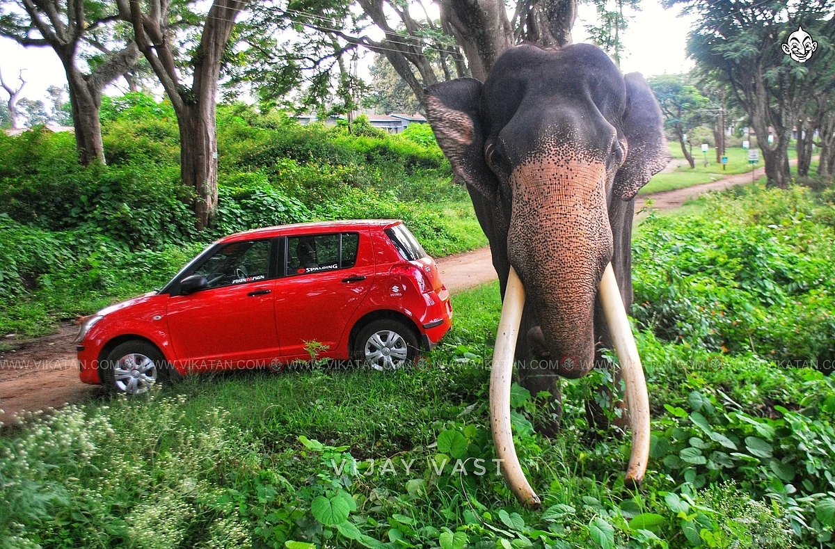 யானை