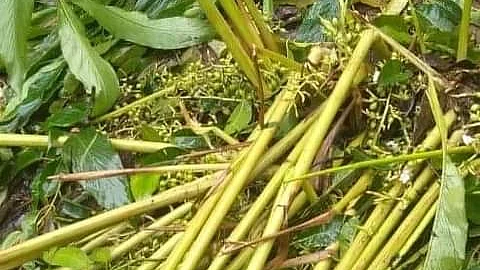 மழையால் சேதமடைந்த ஏலக்காய்ச் செடிகள்
