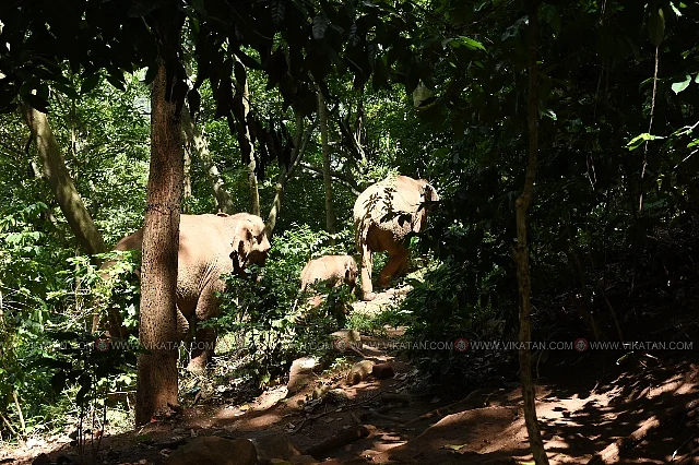 புதுக்காடு பழங்குடி கிராமத்தில் யானை
