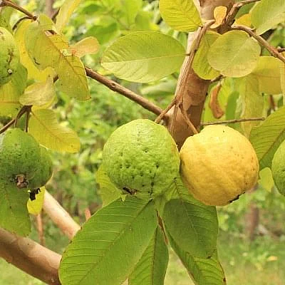 கொய்யா