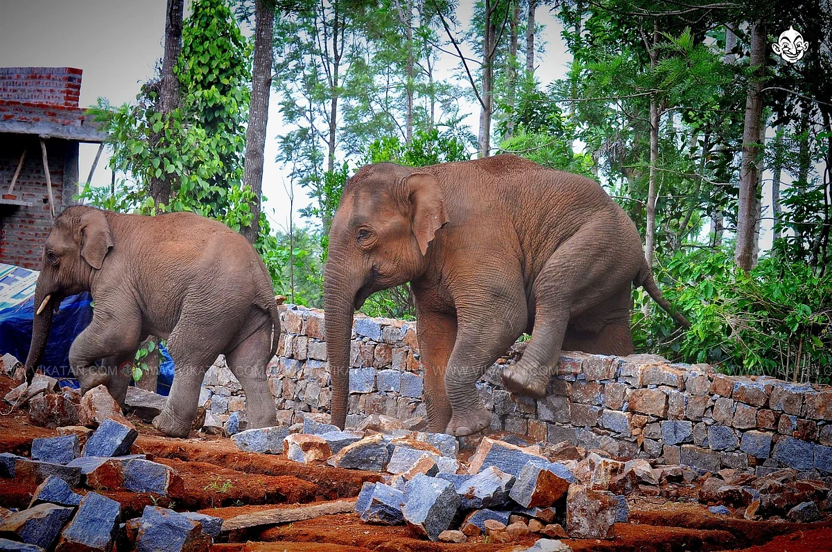 யானைகள்
