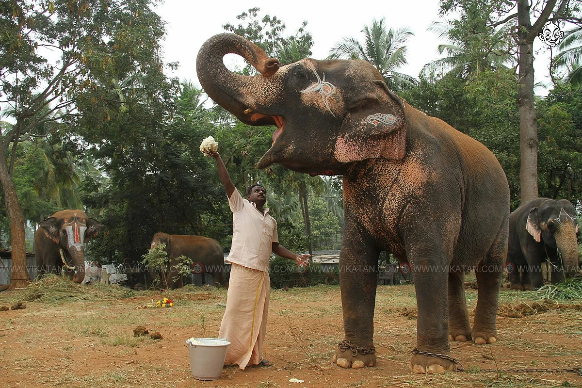 யானை