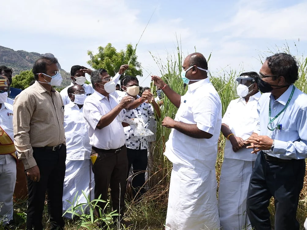 மதுரை: உசிலம்பட்டி வயல்களைச் சிதைக்கும் வெட்டுக்கிளிகள்... வேளாண் அதிகாரிகள் சொல்வது என்ன?