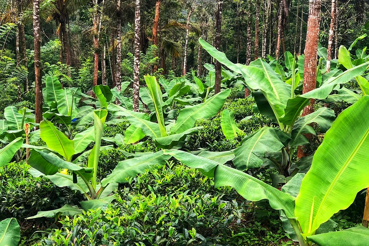 திசு வளர்ப்பு வாழை