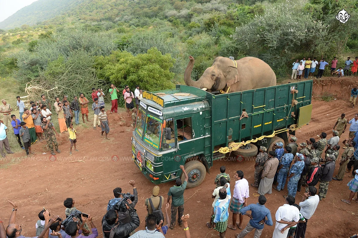 யானை