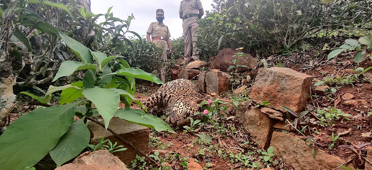 leopard found dead