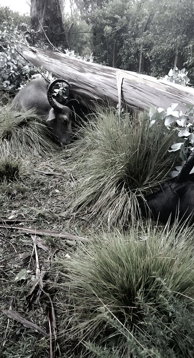 One of three Toda buffaloes that were crushed to death by falling trees in Ooty.