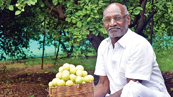 அறுவடை செய்த எலுமிச்சைக் காய்களுடன் பூ முத்து