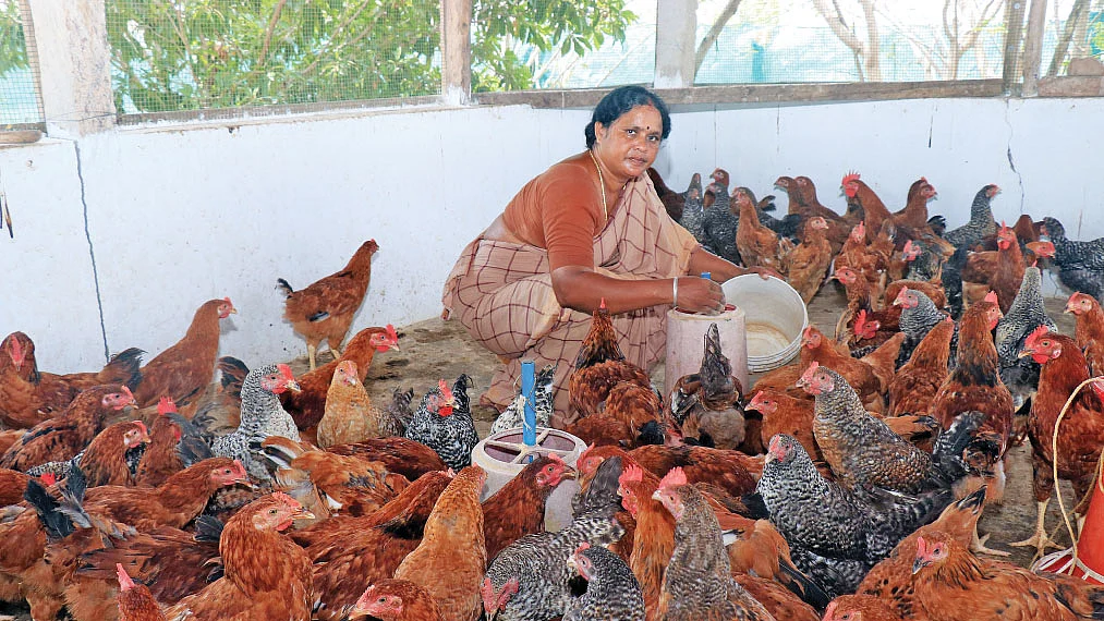 நாட்டுக்கோழிகளுடன்